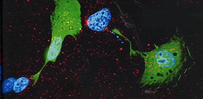 mécanismes cellulaires